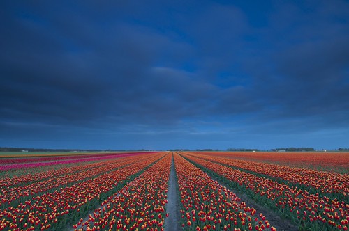 holland netherlands night landscape nikon tulips cloudy jenco wsweekly79