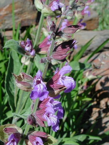 Salvia officinalis 'Extrakta'