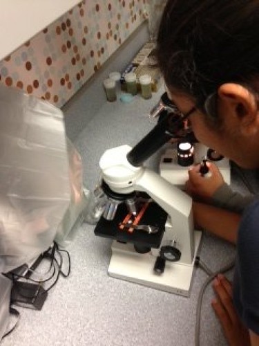 student using microscope