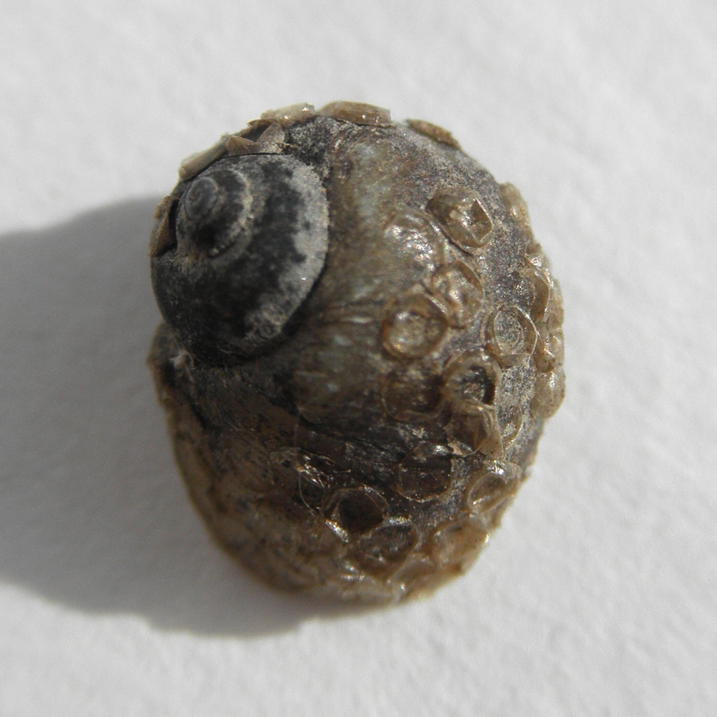 the shell of Lithoglyphus naticoides with egg capsules