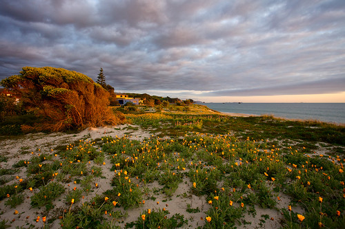 flowers sea newzealand beach sunrise landscapes spring nz northisland coastline sanddunes coromandel whiritoa