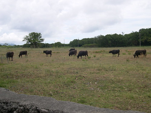 牧場１（牛の群れ）