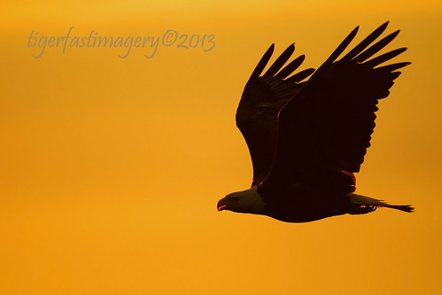 sunset usa beagle silhouette alaska america inflight adult eagle flight baldeagle ak birdofprey americanicon anchorpt adultbaldeagle