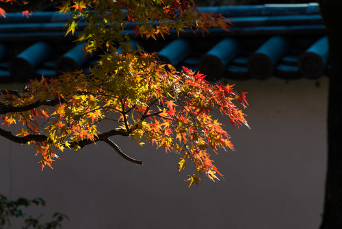 park autumn fall japan garden landscape nikon zoom 日本 紅葉 nikkor 秋 70300mm vr afs okayama 公園 岡山県 d600 庭園 f4556 岡山市 afsvrzoomnikkor70300mmf4556gifed 近水園