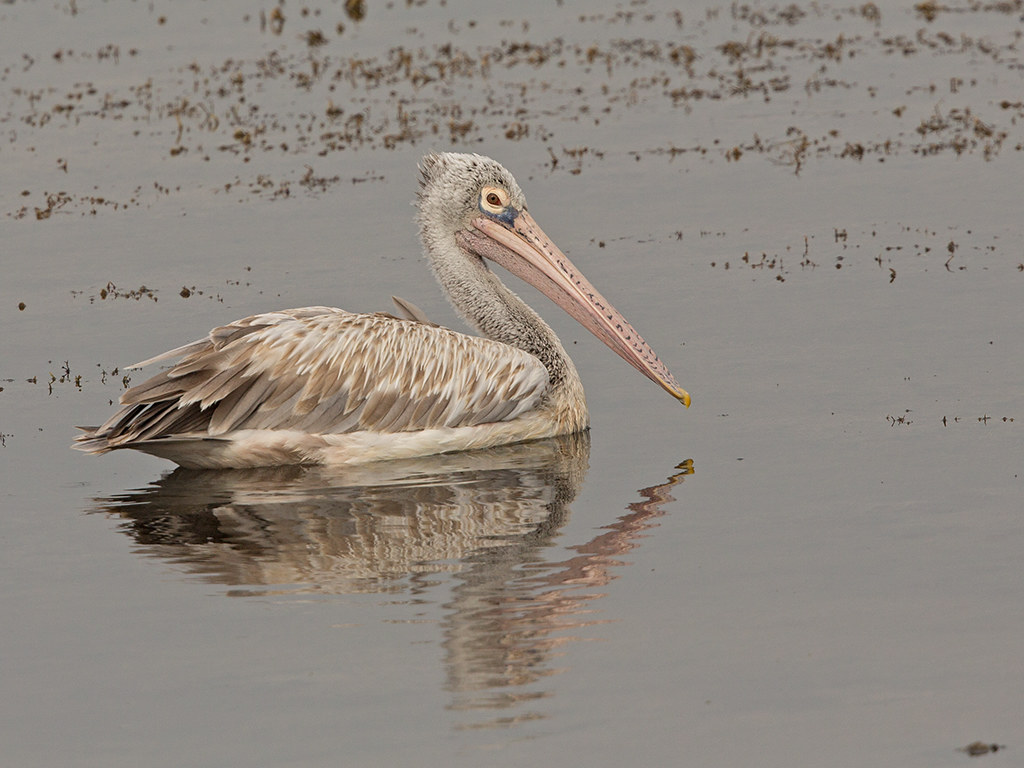 Spot Billed Pelican  Sri Lanka 2013-11-29