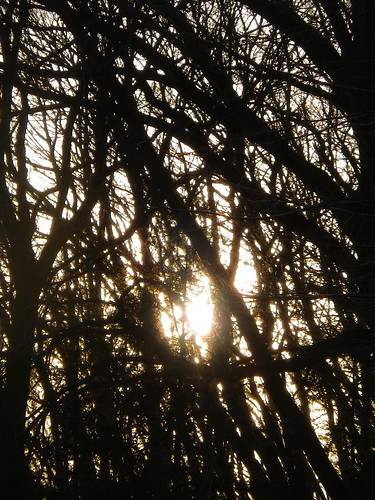 light sunset orange cloud sun tree sol nature japan forest evening soleil solar 日本 自然 太陽 夕日 空 gunma settingsun 光 群馬 kiryu オレンジ 落日 森 陽光 日没 光輝 桐生 夕