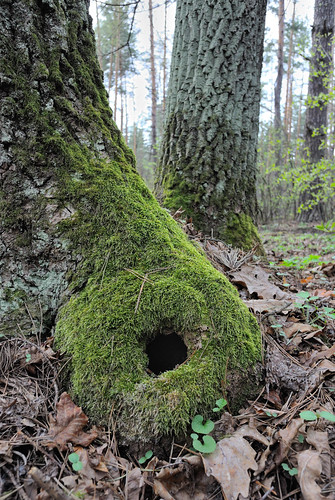 wood forest moss spring nikon ukraine explore nikkor v1 vadim springtime autofocus beldy nikon1 1v1 nikkor10mmf28 nikonone flickrestrellas nikon1v1 vadimbeldy