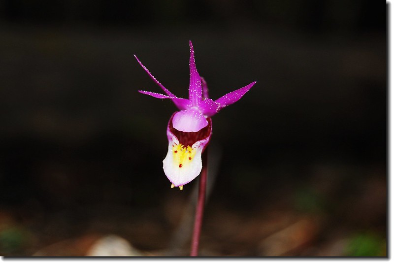 Calypso Orchid(Fairy Slipper)--Wild Basin 4