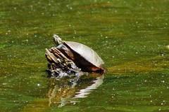149/365: Turtle sunning on log at Germantown Lake, Crockett Park, Midland, Virginia