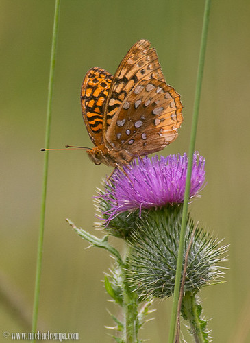 newyork flower nature butterfly bug insect flora wildlife thistle meadow july fritillary 2013 photocontesttnc13