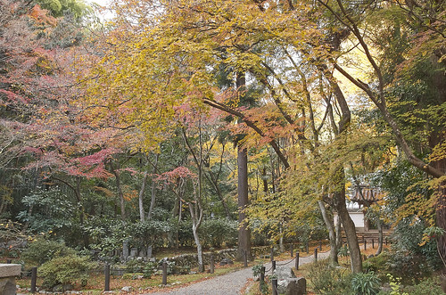 【写真】2013 紅葉 : 地蔵院/2019-12-10/IMGP4095