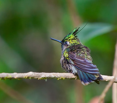 animal fauna pássaro monteverde nationalgeographic mantiqueira stephanoxislalandi beijaflordetopete