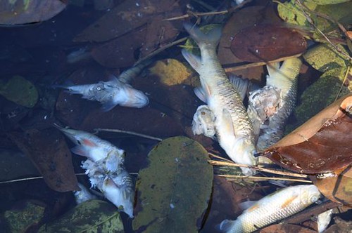 鹿寮坑溪中下游處遍布上百條魚屍，綿延了500公尺長。葉淑玲攝