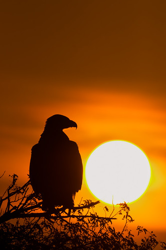 india silhouette sunrise poster eagle fineart drama bikaner steppe rajasthan steppeeagle jorbeer