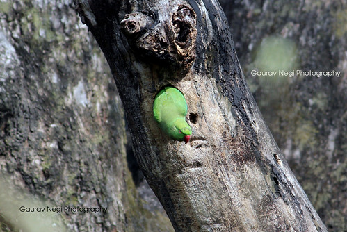 camera india nature canon cap parakeet capture dehradun assan roseringedparakeet roseringed canoneos600d negisphotography gauravnegiphotography
