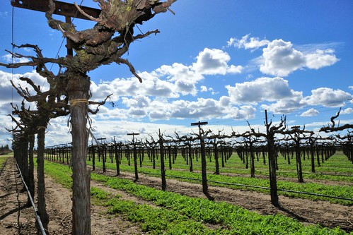 sky clouds landscapes vineyard vines wine skylines zinfandel grapevine wineries oldvines lodiwines