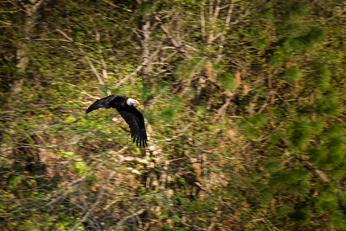 oregon birdsinflight bif americanbaldeagle rogueriver birdinflight gravecreekbridge almedacountyparkcampground
