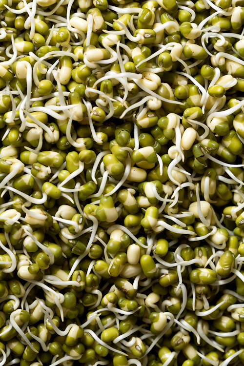 Homemade Sprouts
