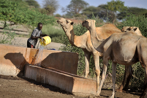 Watering camels near Wajir, northern Kenya