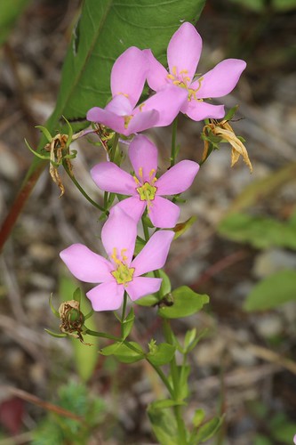 ohio usa flower adamscounty gentianaceae sabatia rosepink sabatiaangularis angularis edgeofappalachiapreserve lynxprairiepreserve