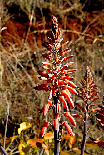 southafrica xanthorrhoeaceae asphodeloideae aloegreatheadii