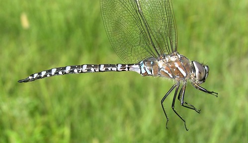 insect dragonfly darner odonata anisoptera aeshnidae variabledarner aeshnainterrupta