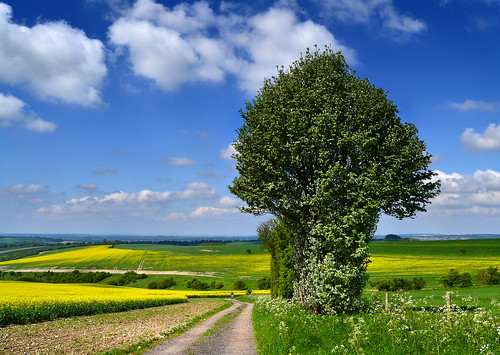 england tree rural nationalpark spring track day view path may hampshire clear crop bloom late blooms winchester southdowns oilseedrape brassicanapus 2013 cheesefoothead longwoodwarren southdownsnationalpark fawleydown