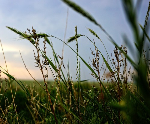 oklahoma field grass ground gree