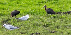 zwarte ibissen 2