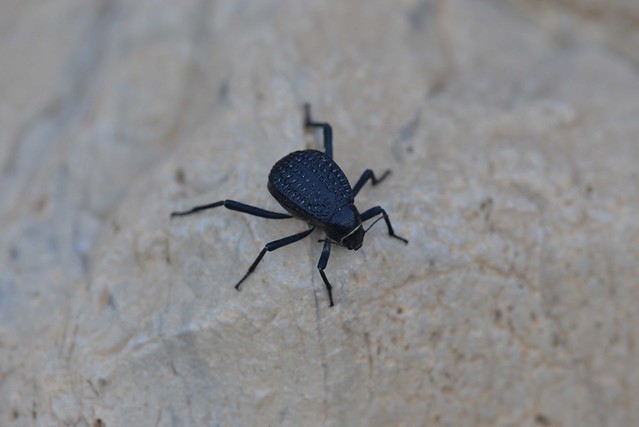 DSC_3382-Pitted darkling beetle