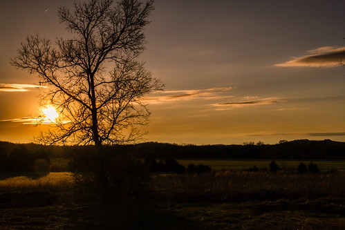 sunset tree tennessee 365 eagleville photooftheday