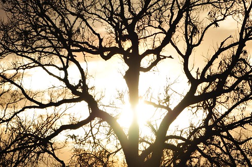 trees sunset sky texas madisonville