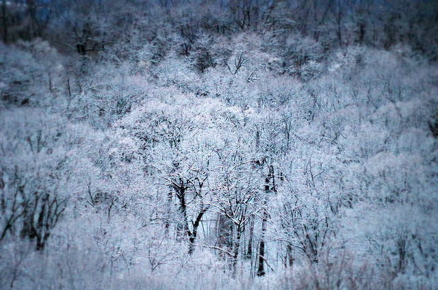 Forest of Snow