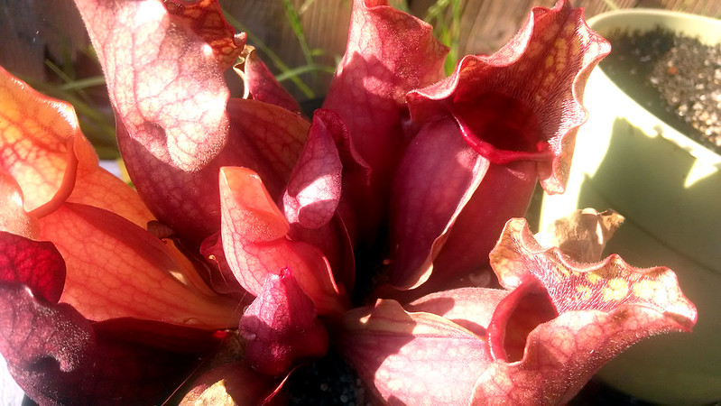 Sarracenia purpurea with new pitchers.