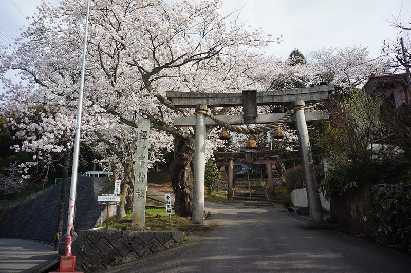 桜満開　禅ヶ峰神社から高尾城址公園へ