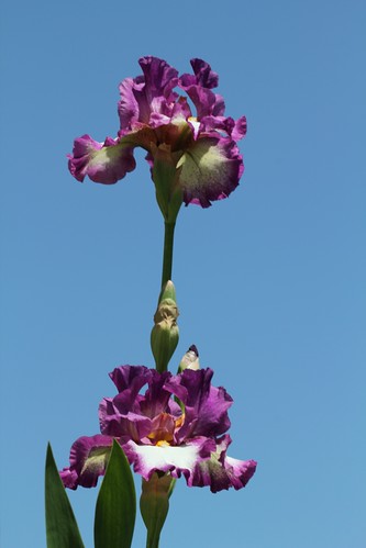 Iris - floraisons 2011 8984720589_4e292c9991