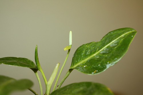 Anthurium scandens inflorescence