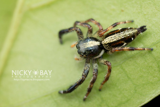 Jumping Spider (Salticidae) - DSC_0509
