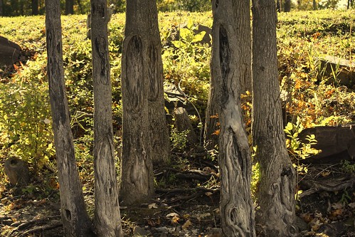 trees vermont bark miltonvt