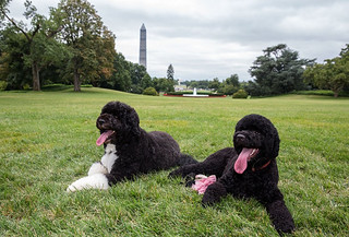 Los Obama le dan la bienvenida al nuevo miembro de la familia, la cachorra Sunny!