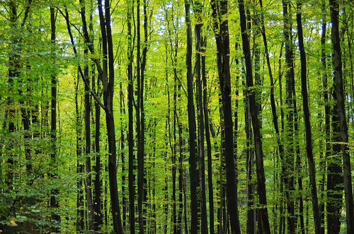 trees green vertical forest explore stems beeches 20f seidenbuch krehberg