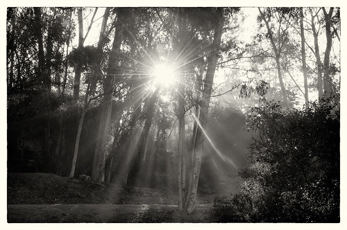 california sandiego flare balboapark sunbeams pixelmama