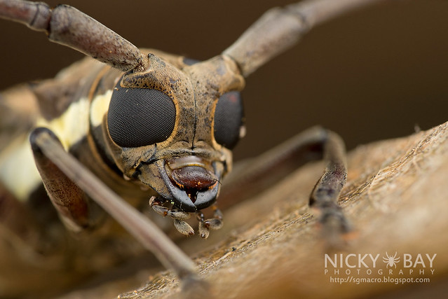 Mango Longhorn Beetle (Batocera rubus) - DSC_2093