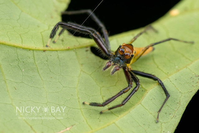 Jumping Spider (Salticidae) - DSC_3367