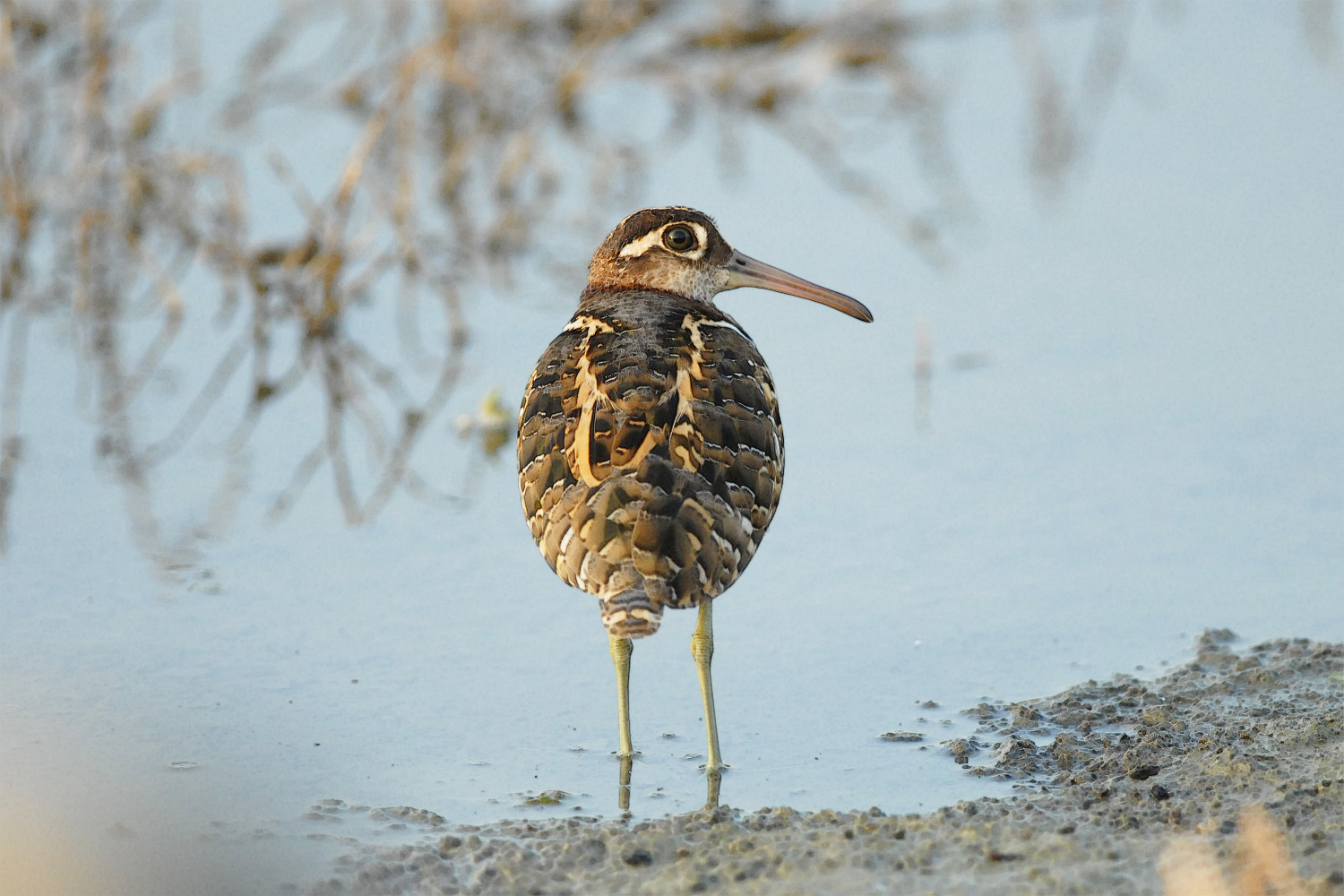 Painted_Snipe_8258