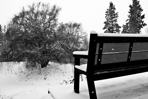 trees bw white canada black landscape grey mono bc okanagan gray scenic parks willow pines snowing kelowna wintertime benches weeping