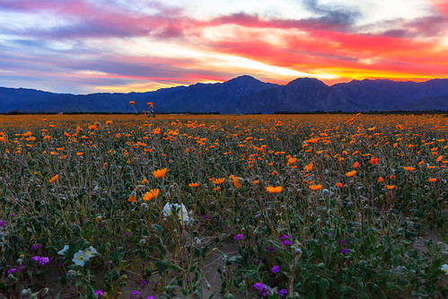 anzaborrego anzaborregodesertstatepark california desert borregosprings superbloom flowers wildflowers sunset sky