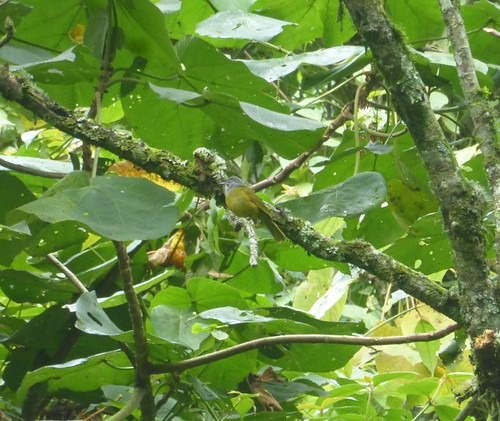 africa uganda bwindiimpenetrableforestnationalpark birds aves bulbul greenbul olivebreastedgreenbul arizelocichlakikuyuensis