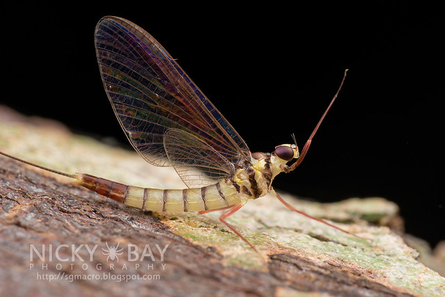 Mayfly (Ephemeroptera) - DSC_4981