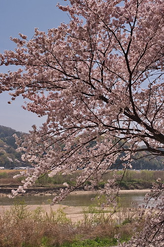 【写真】2013 桜 : 背割堤/2020-03-23/IMGP9661